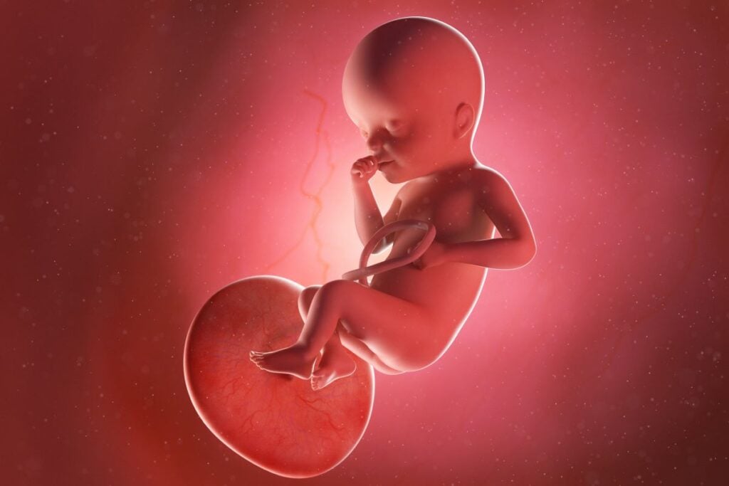 Human Fetus - Baby Development at 25 Weeks