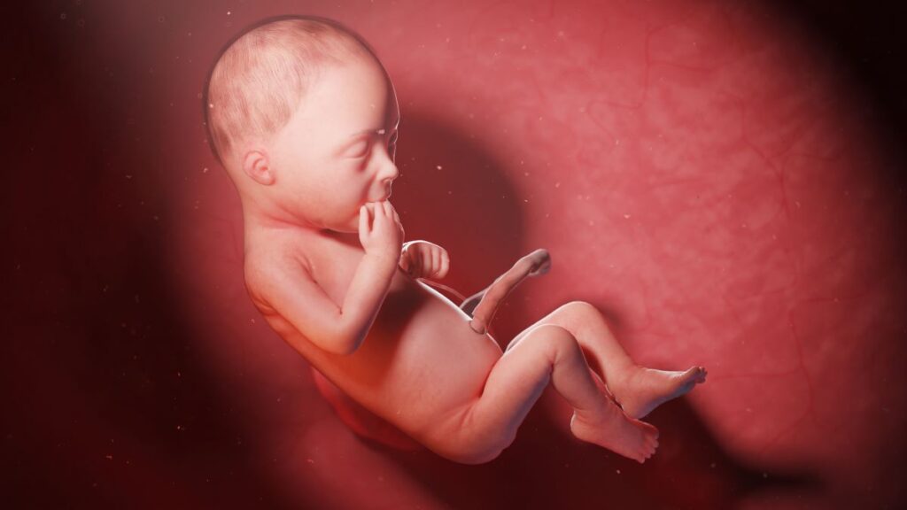 Human Fetus - Baby Development at 28 Weeks