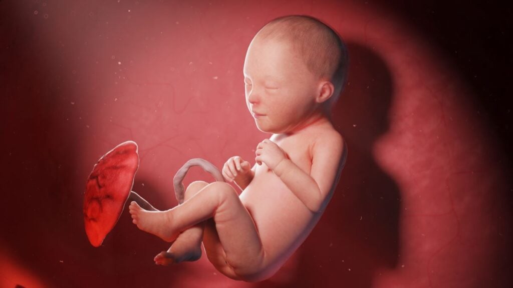 Human Fetus - Baby Development at 30 Weeks