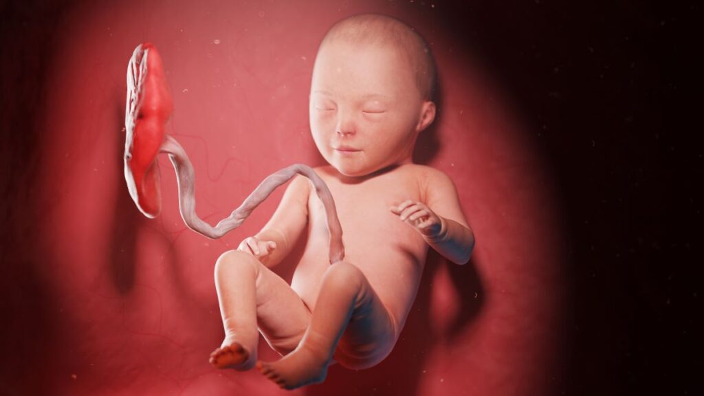 Human Fetus - Baby Development at 31 Weeks