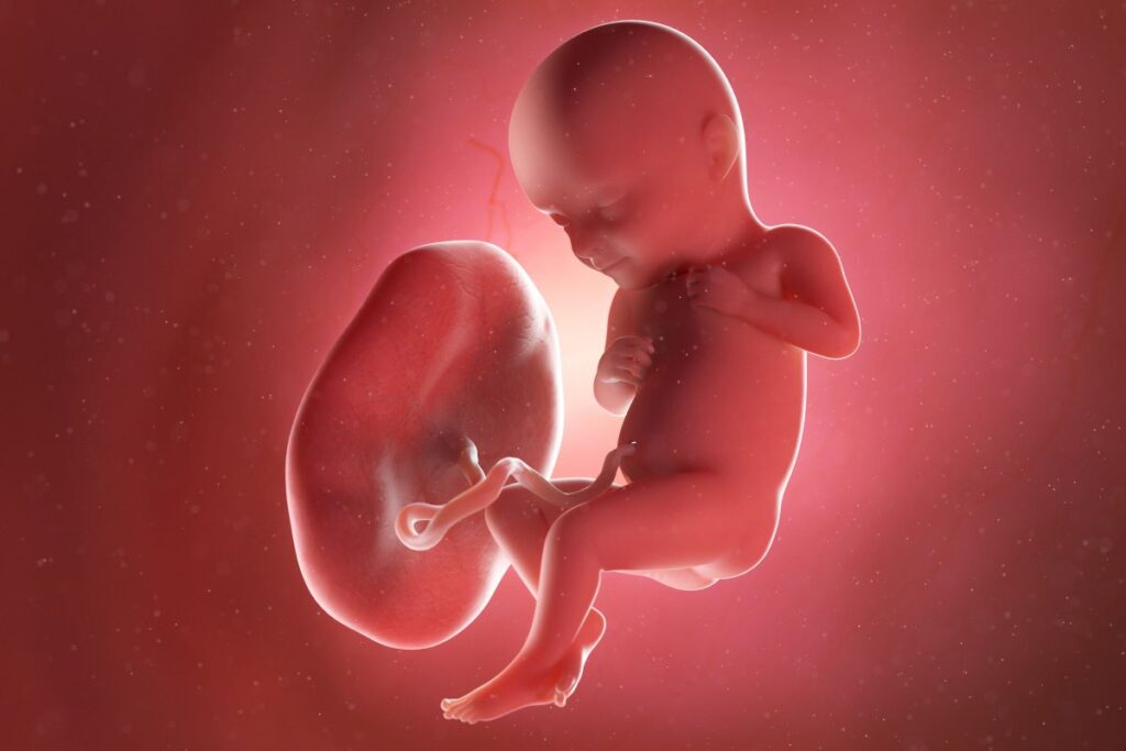 Human Fetus - Baby Development at 32 Weeks