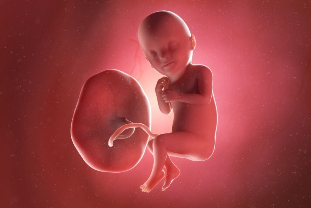 Human Fetus - Baby Development at 33 Weeks