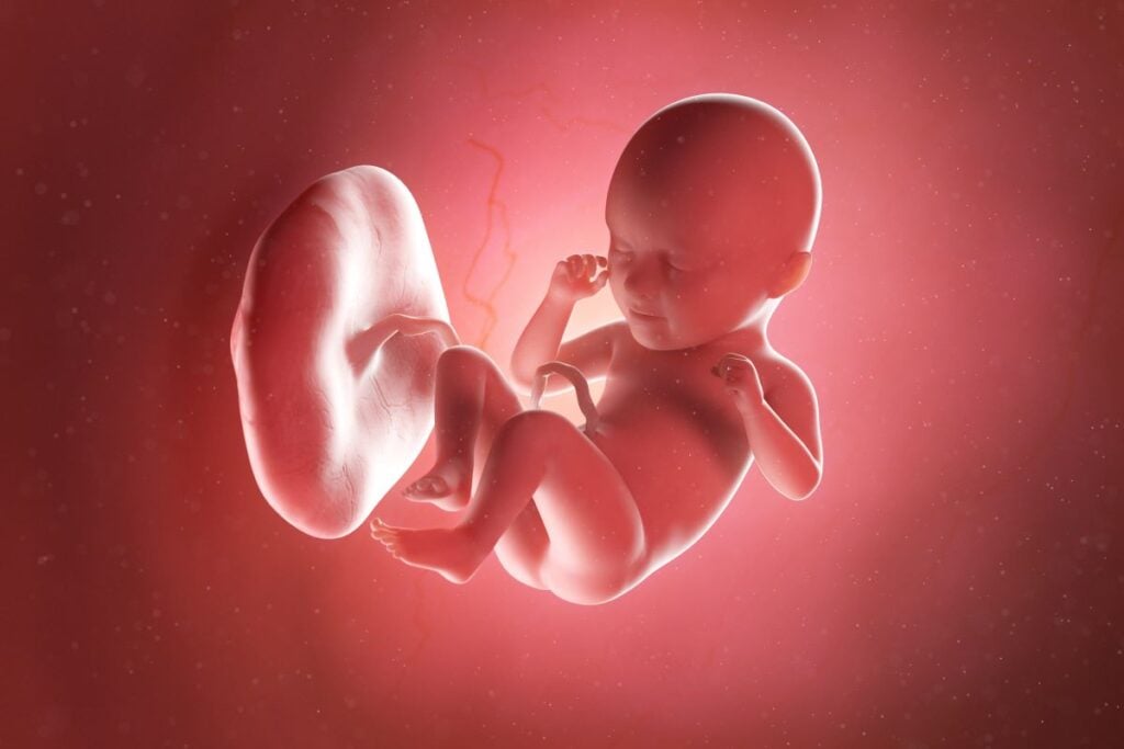Human Fetus - Baby Development at 35 Weeks