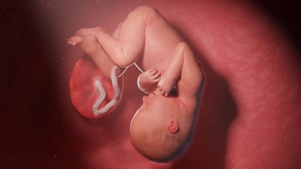 Human Fetus - Baby Development at 37 Weeks