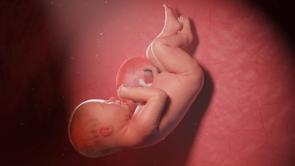 Human Fetus - Baby Development at 38 Weeks