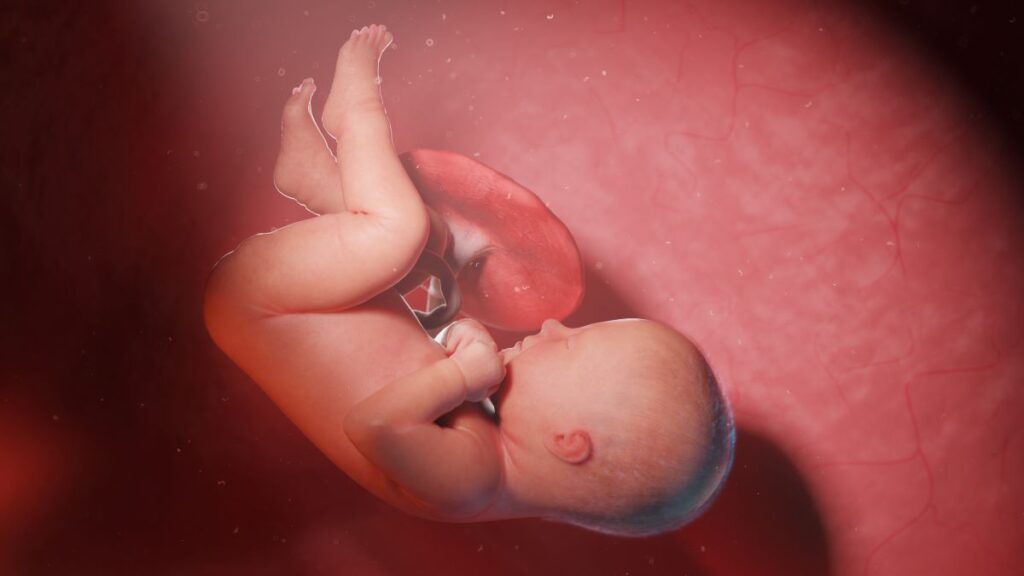 Human Fetus - Baby Development at 40 Weeks