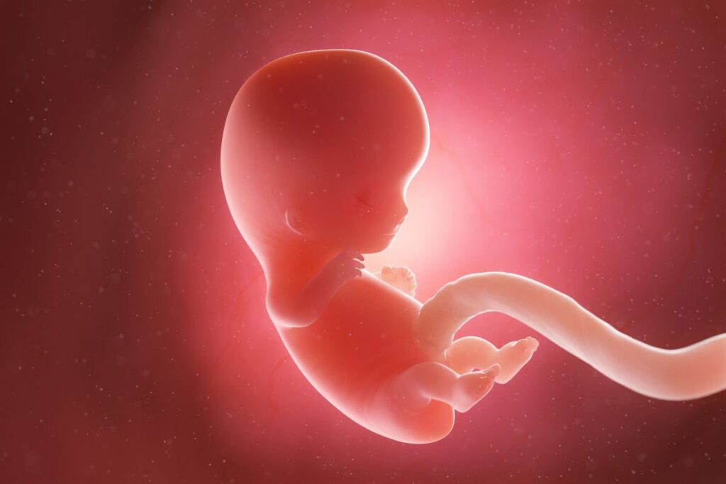 Human Fetus - Baby Development at 9 Weeks