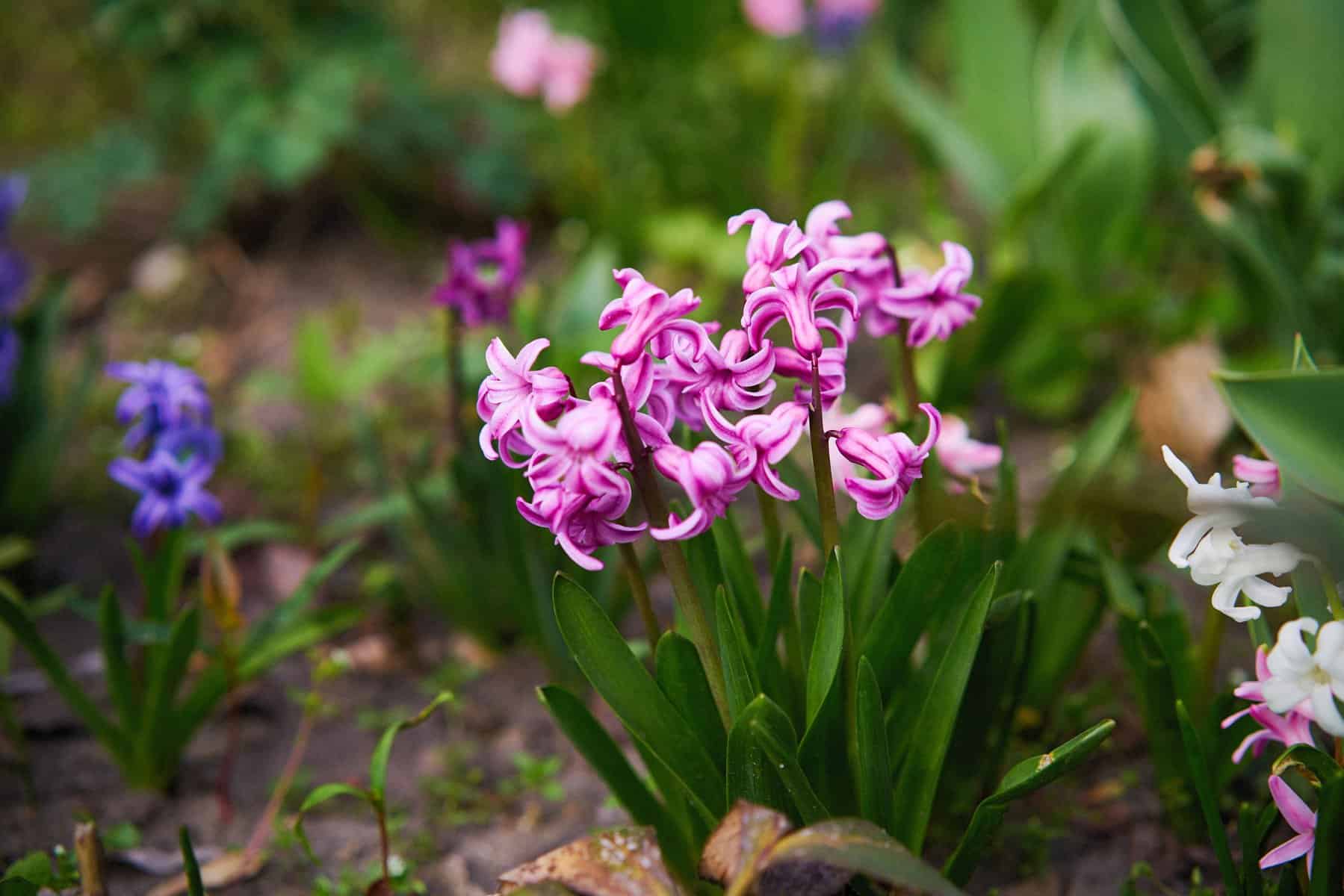 Hyacinth flowers