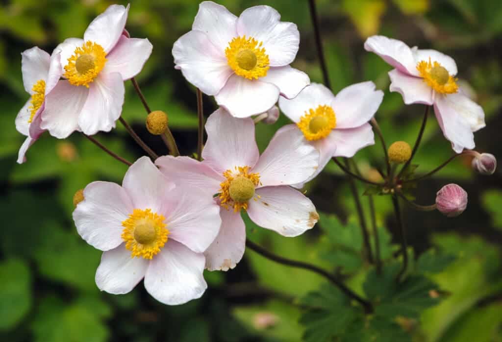 Japanese Anemone Flowers