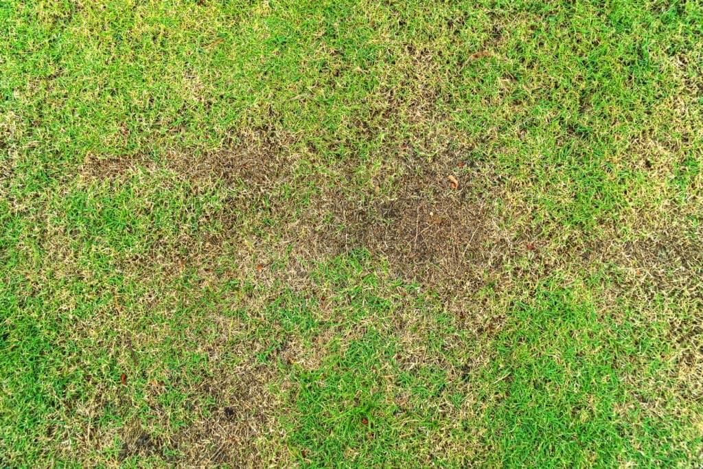 Lawn Bare Spots