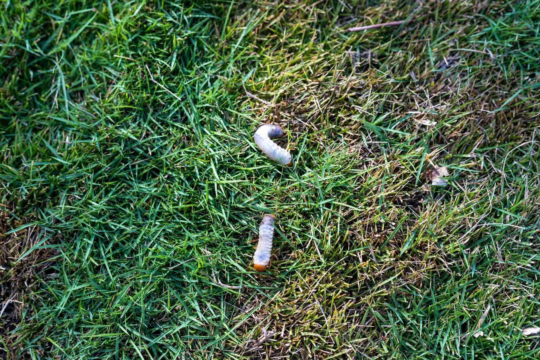 Lawn Grubs and other fall and winter lawn pests