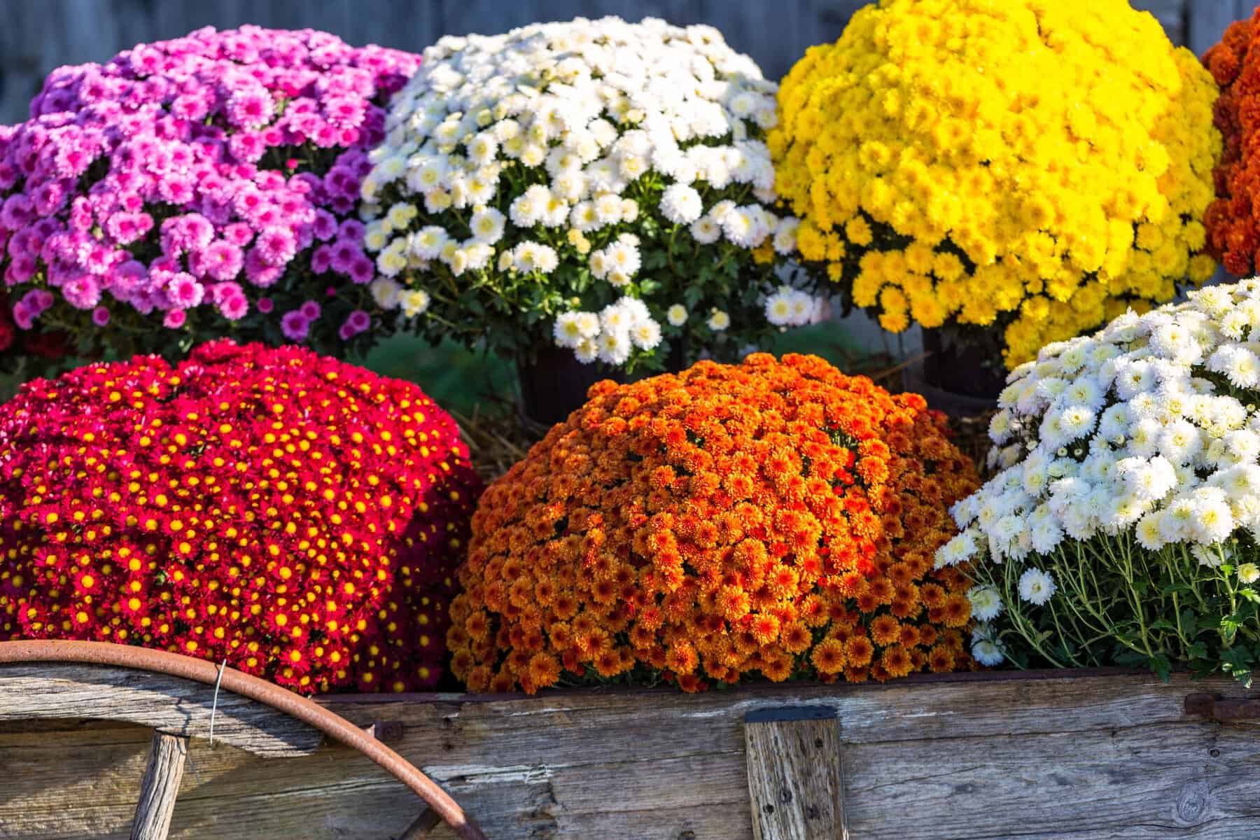 October Gardening Chores: Planting Mums