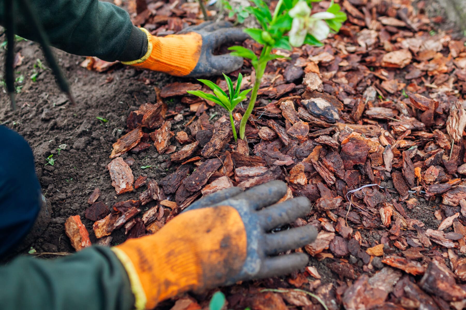 Plant Mulching