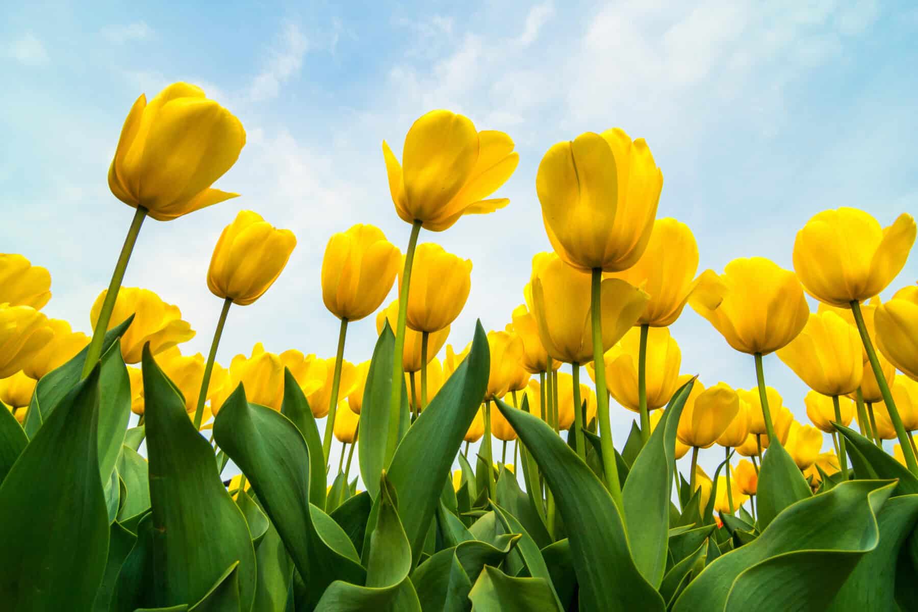 Plant Tulips in the Fall