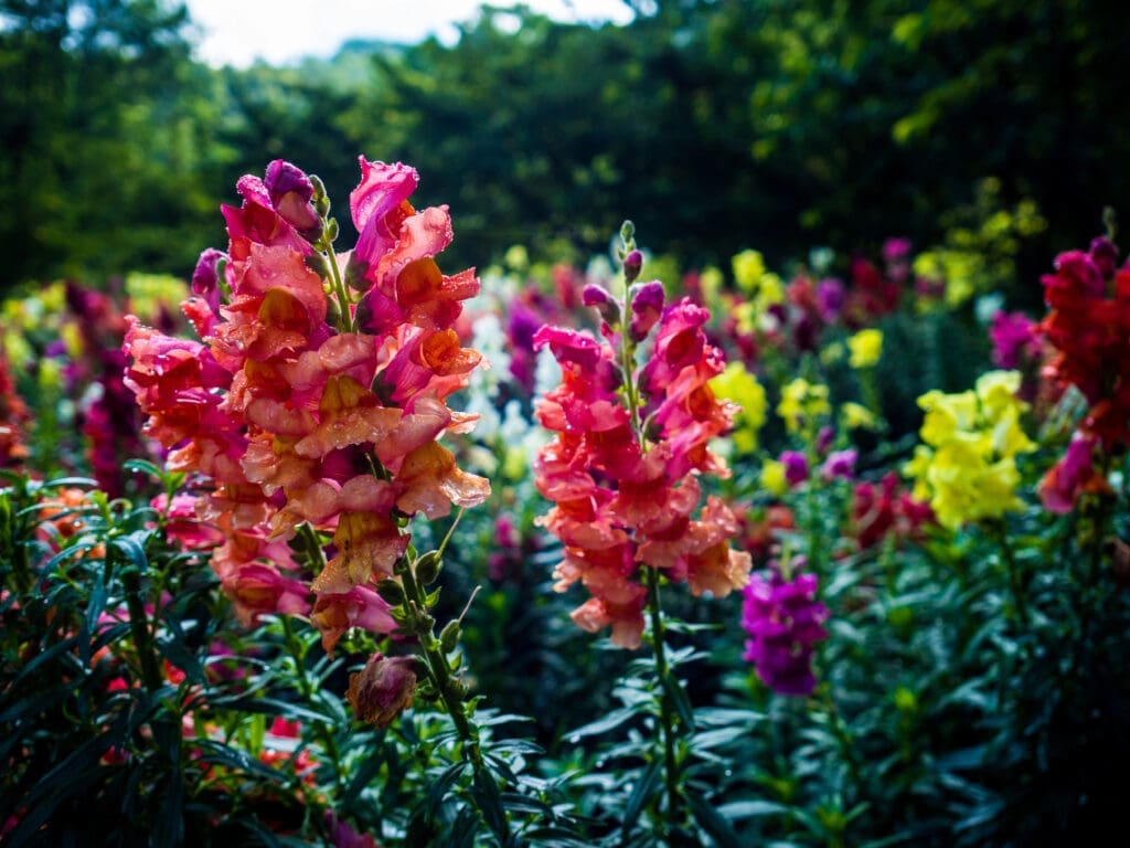 Snapdragons