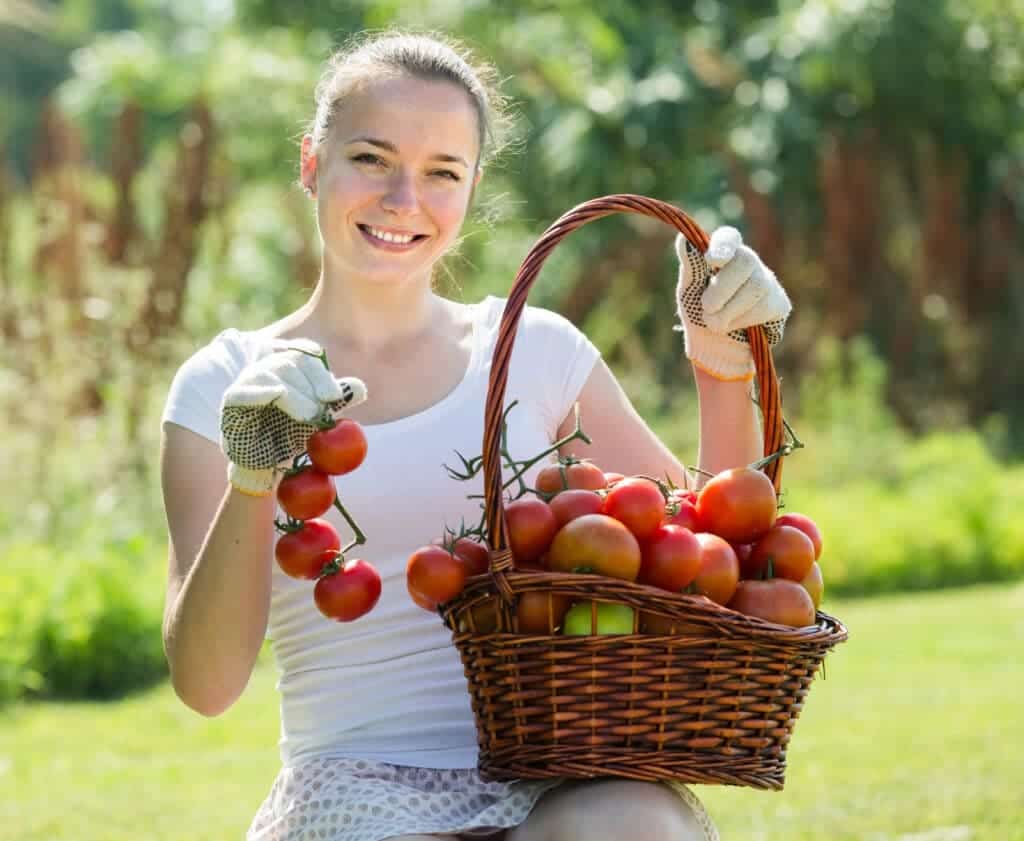 Tomato Picking