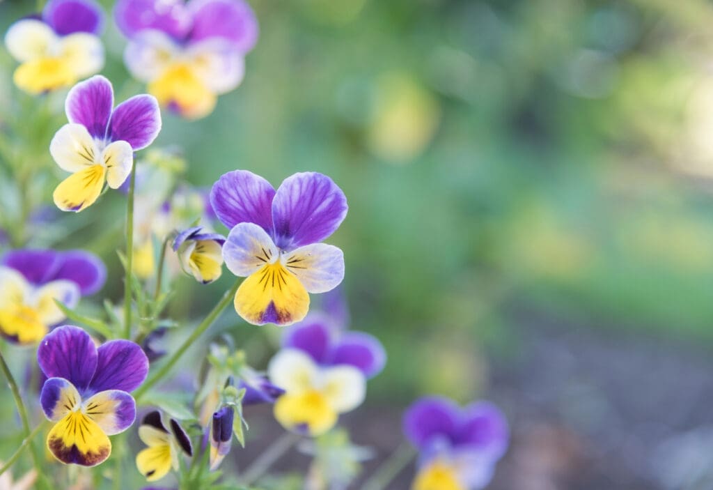 Violas