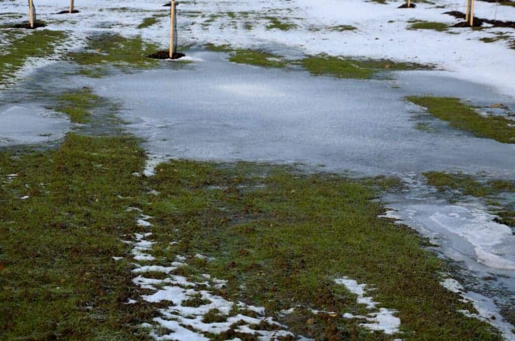 too compact and impermeable soil does not absorb water during rains and floods. a lake was created in the park in the lawn, which gradually infiltrates. damage to the lawn long flooding. water push