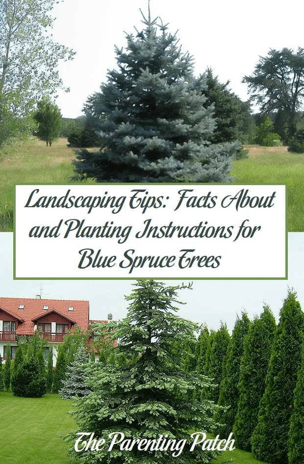 Landscaping Tips: Facts About and Planting Instructions for Blue Spruce Trees